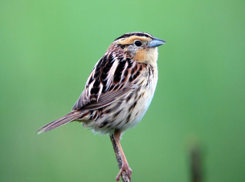 Sparrows in Florida
