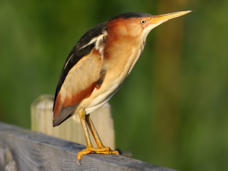 Herons in Florida