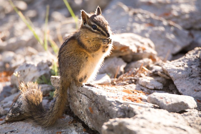 Types of Squirrels in Michigan