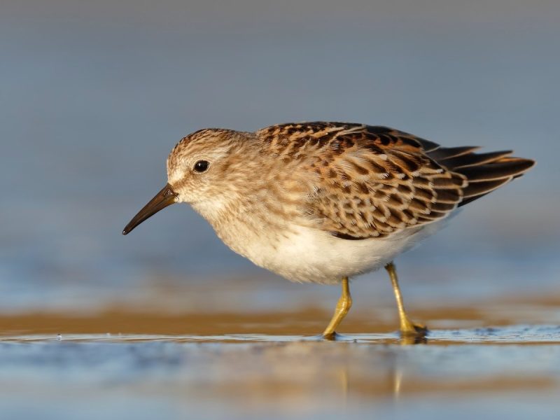 Shorebirds in Florida