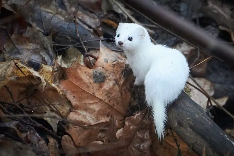 Types of Weasels in Minnesota