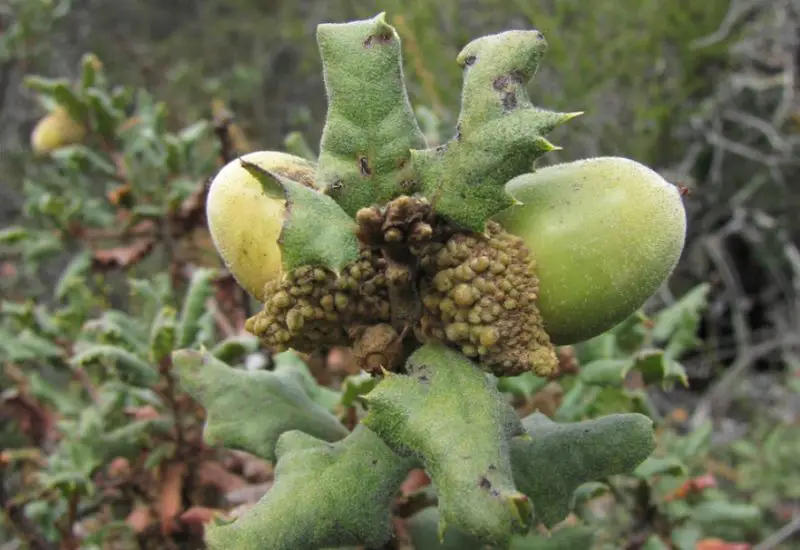 Types of Oak Trees in California