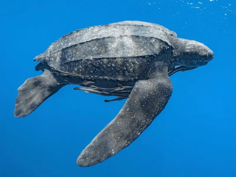 Types of Turtles in Florida