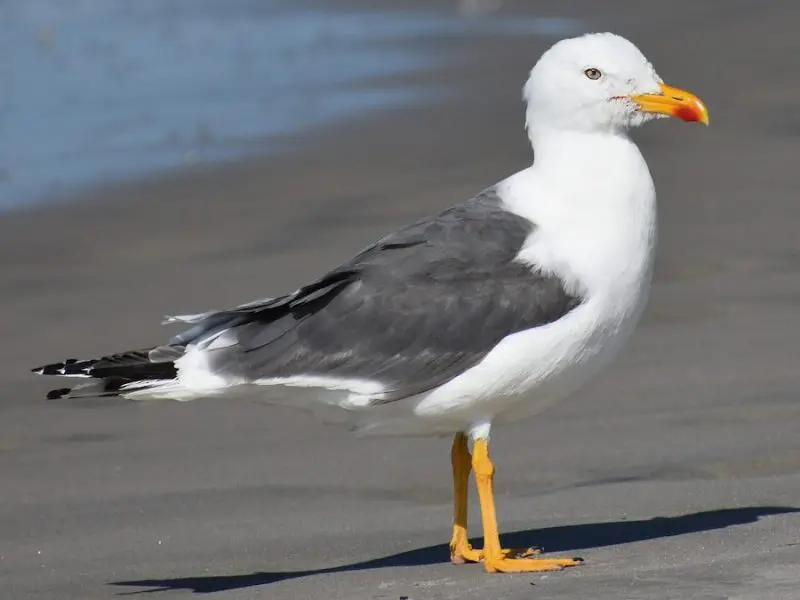 Gulls in California
