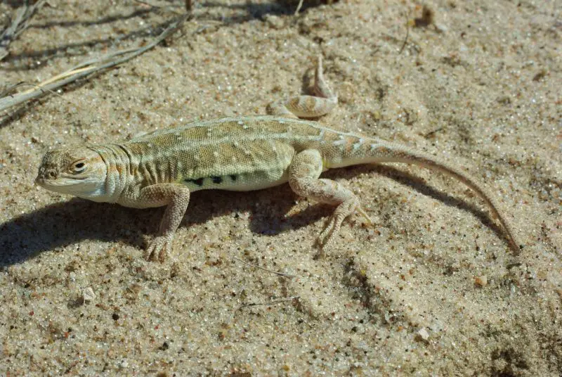 Lizards in Texas