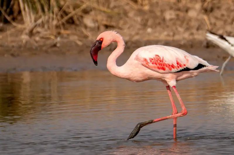 Flamingos in Florida