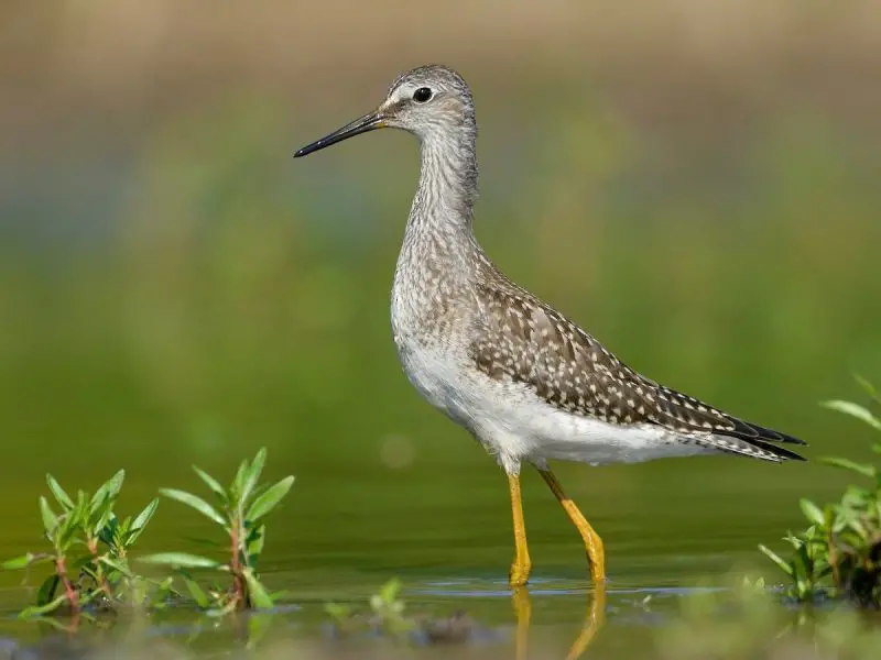 Shorebirds in Florida