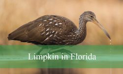 Why the Limpkin in Florida Is a Must-See for Birdwatchers