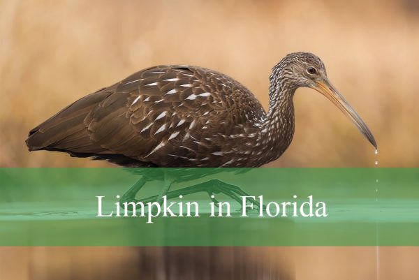 Limpkin in Florida