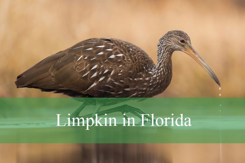 Limpkin in Florida