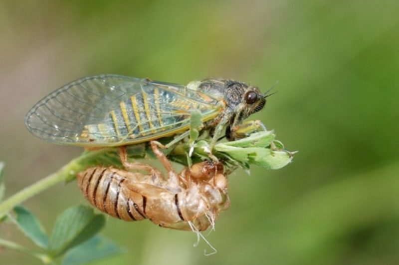 Cicadas in Texas
