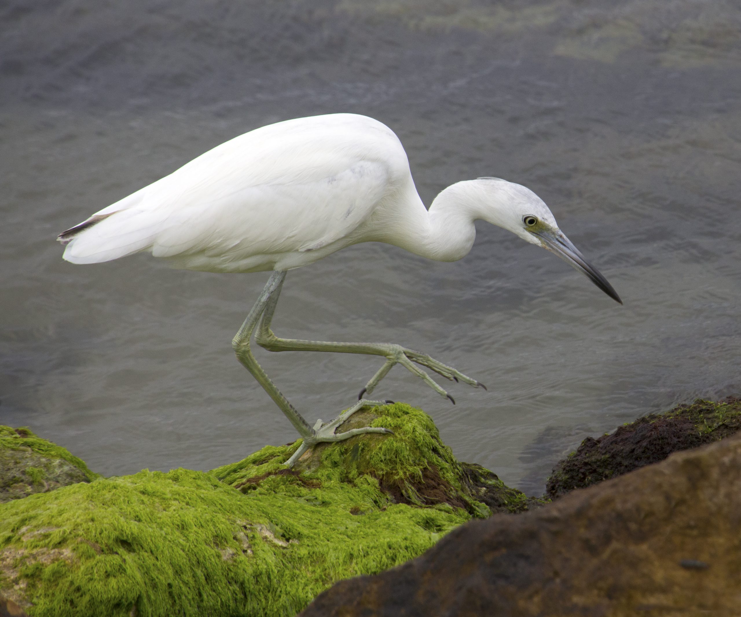 White Birds in North Carolina