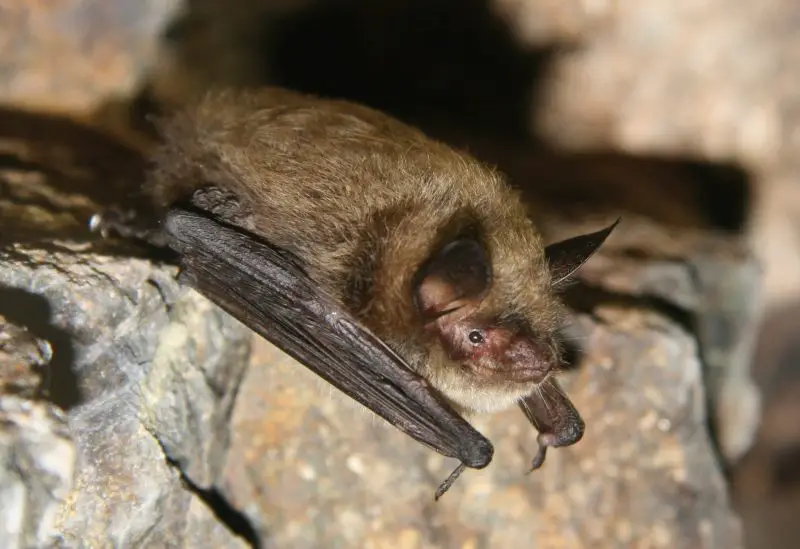 Types of Bats in Idaho