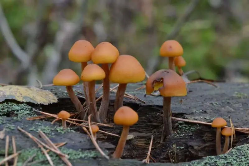 Poisonous Mushrooms in Florida