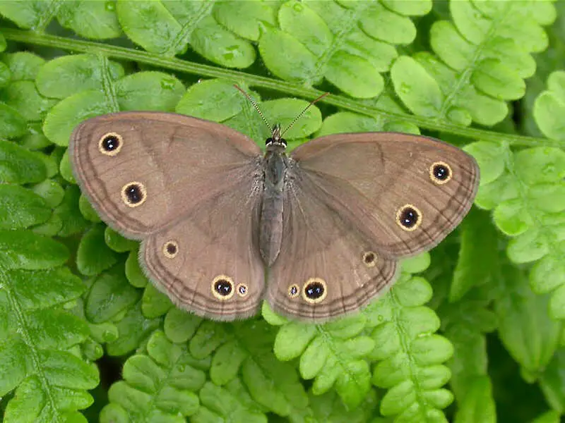 Butterflies in New York State