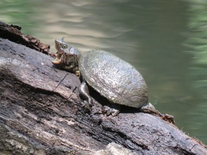 Types of Turtles in Florida