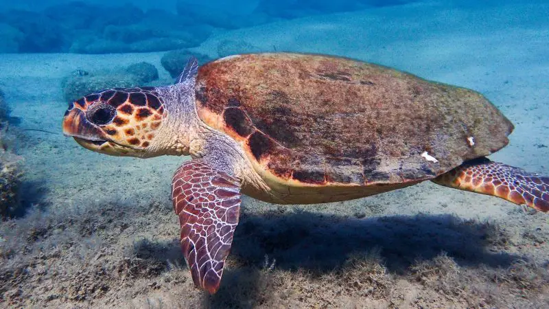 Types of Turtles in Florida