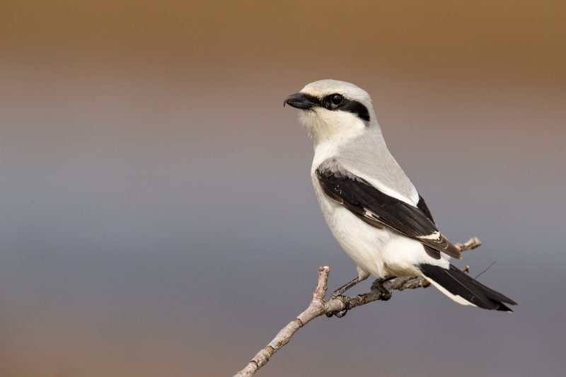 Birds with White Heads in Texas