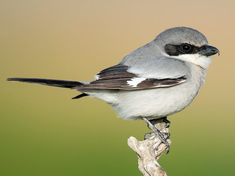 Birds with Long Tails in Texas