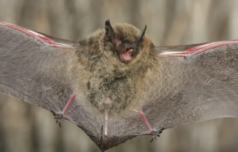 Types of Bats in Idaho