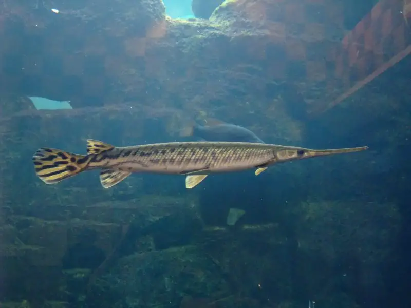 types of fish in florida