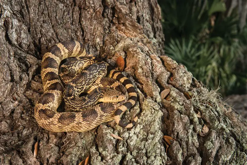Types of Snakes in Texas