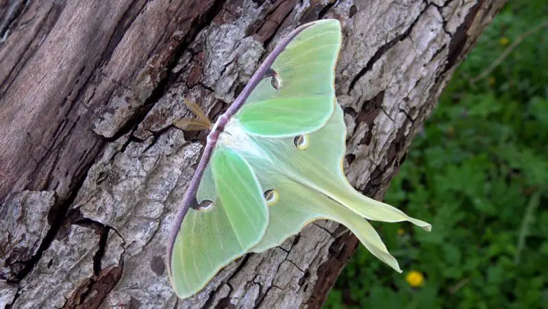 Moths in North Carolina