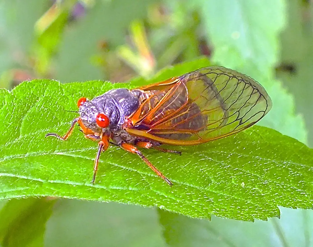 Cicadas in Texas