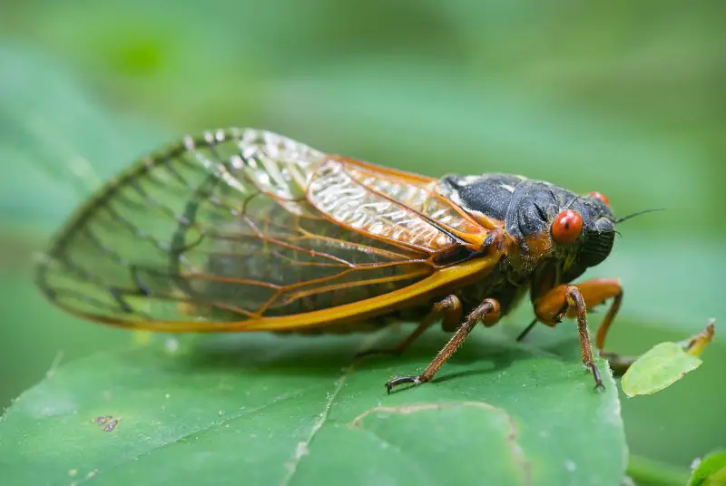 Cicadas in Texas