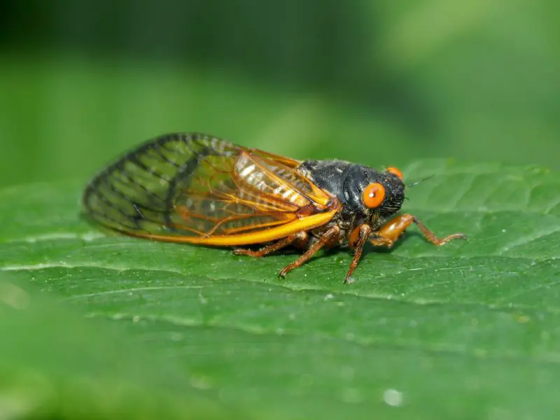 Cicadas in Texas