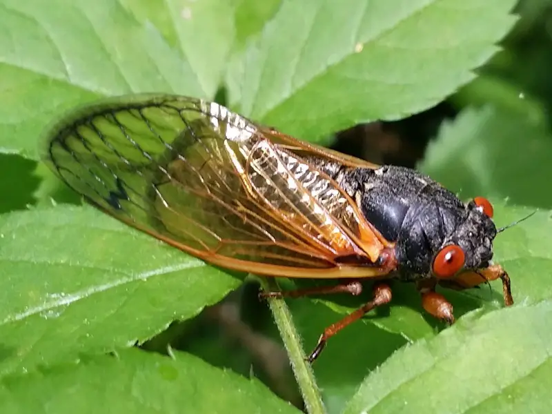 Cicadas in Texas