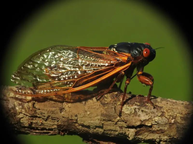 Cicadas in Texas