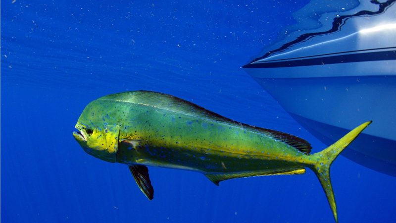Types of Fish in Florida