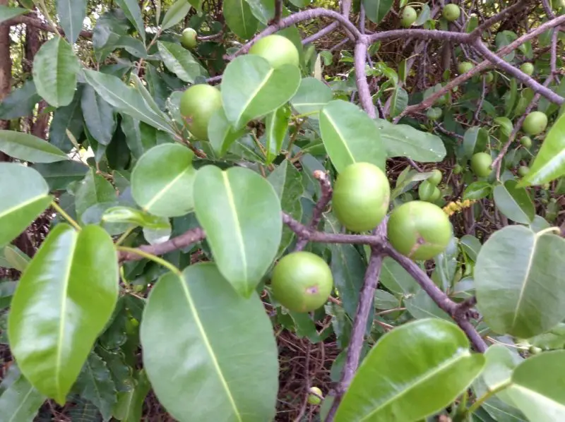 Poisonous Plants in Florida