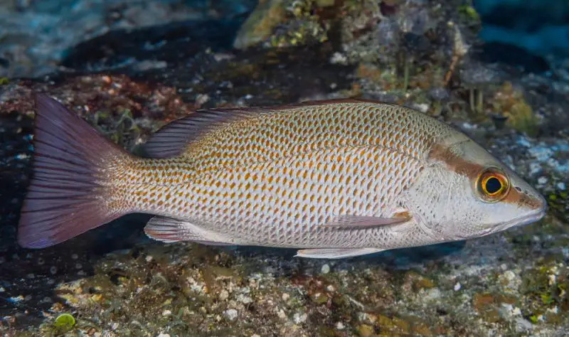 Types of Fish in Florida
