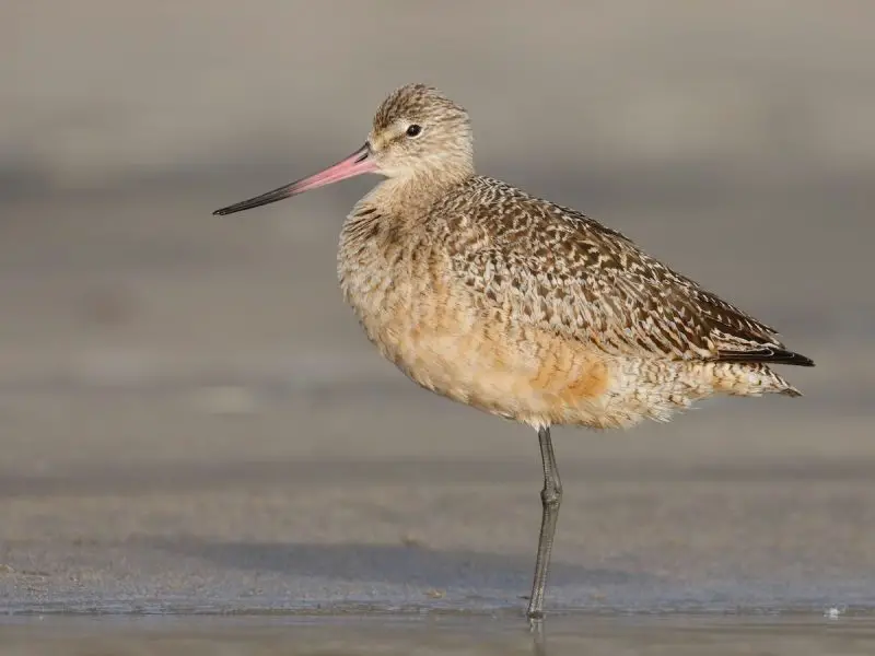 Shorebirds in Florida