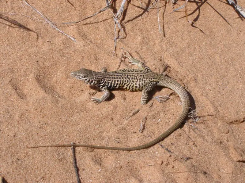 Lizards in Texas