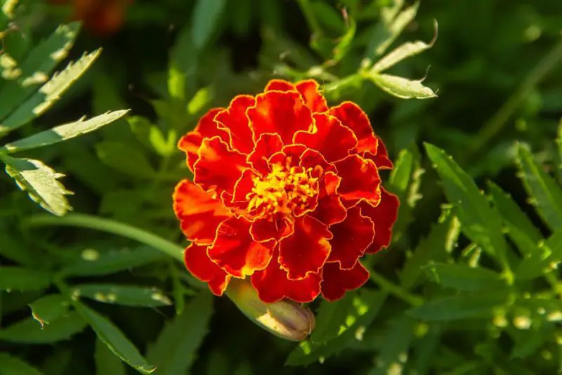 Best Flowers to Grow in Georgia