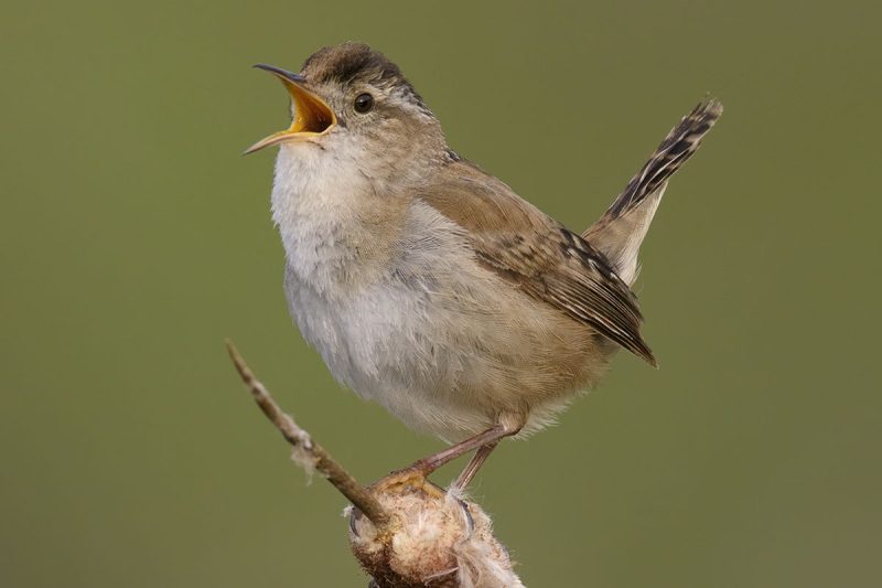 Wrens in Georgia