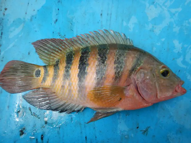 types of fish in florida