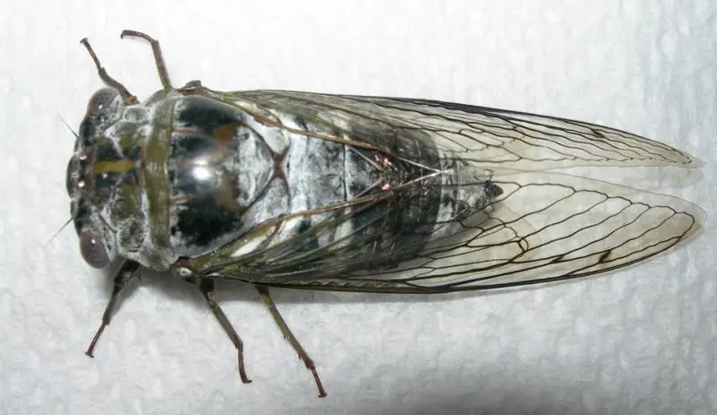 Cicadas in Texas