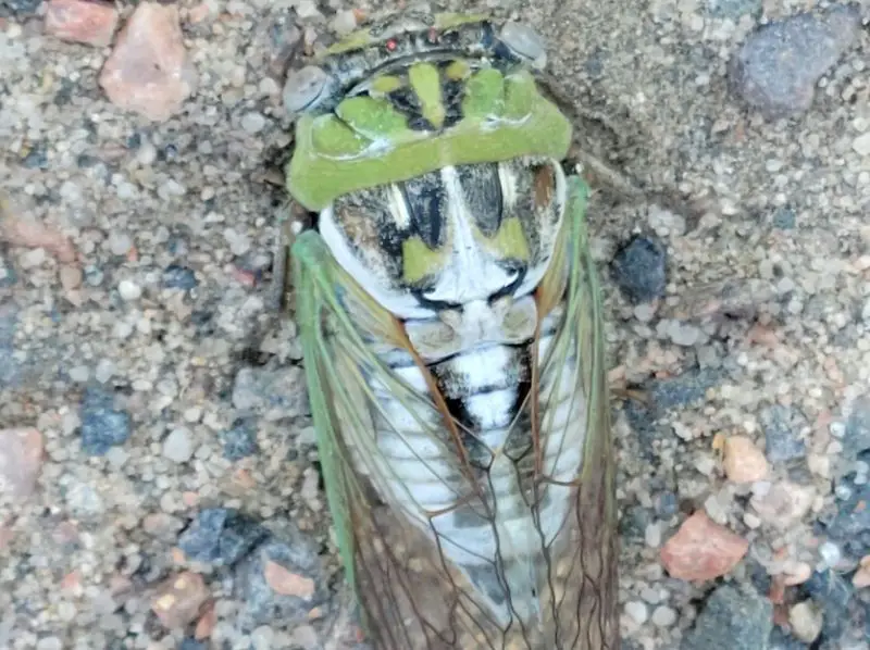 Cicadas in Texas