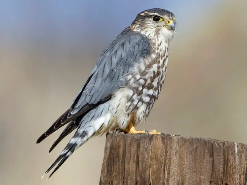 Falcons in Arkansas