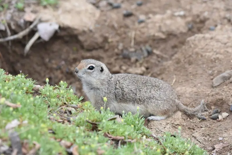 Squirrels in California
