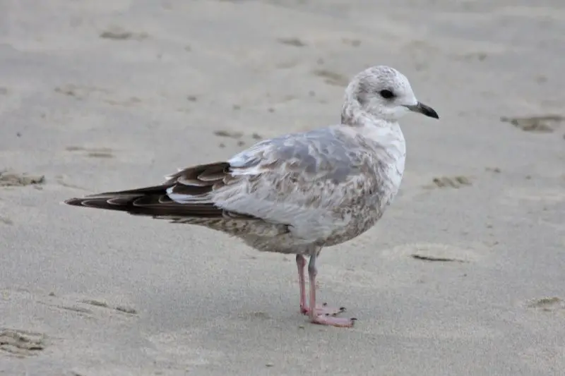 Gulls in California