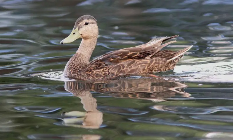Ducks in Arkansas
