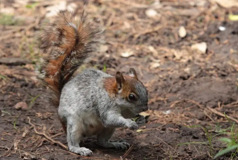 Squirrels in Florida