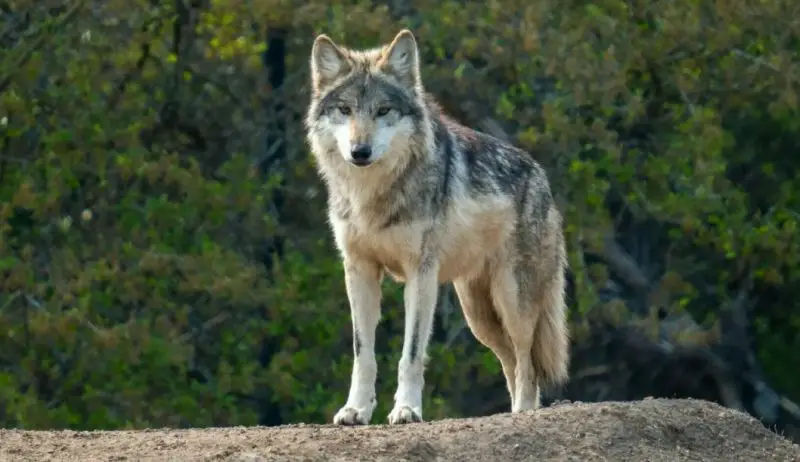 Wolves in Arizona