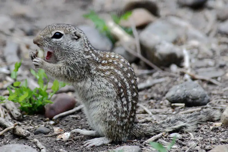 Squirrels in Texas