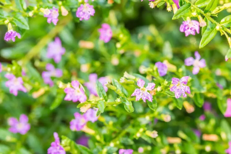 Rabbit-Resistant Plants in Florida